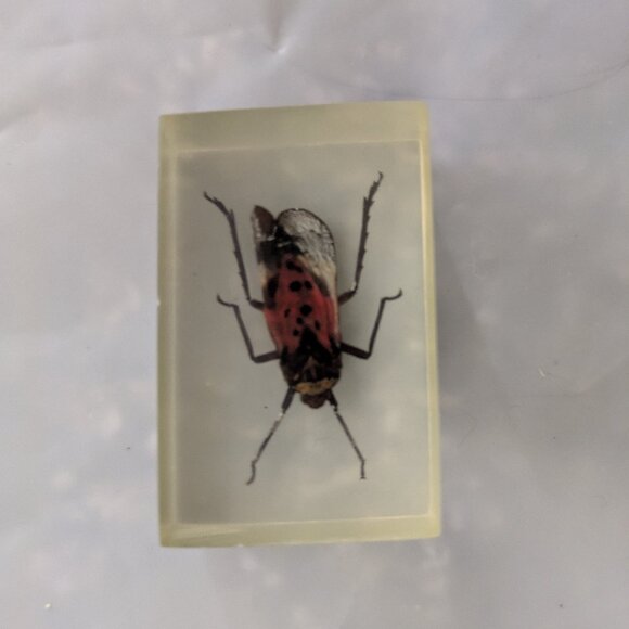 Red and Black Winged Bug in Resin Preserved Insect Specimen - Picture 1 of 8